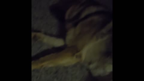 Virgil german shepherd.