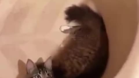 #cat getting betrayed 😂😸