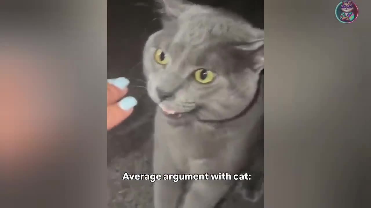 funny cat videos