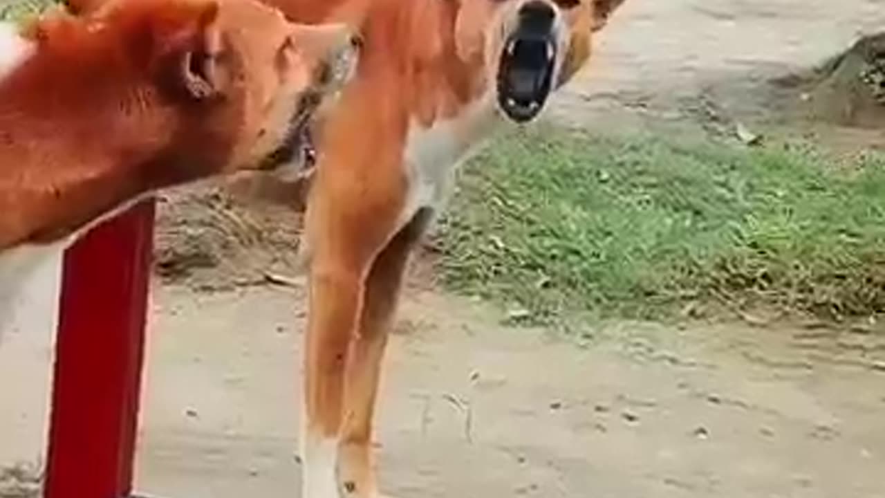 Dog mirror prank