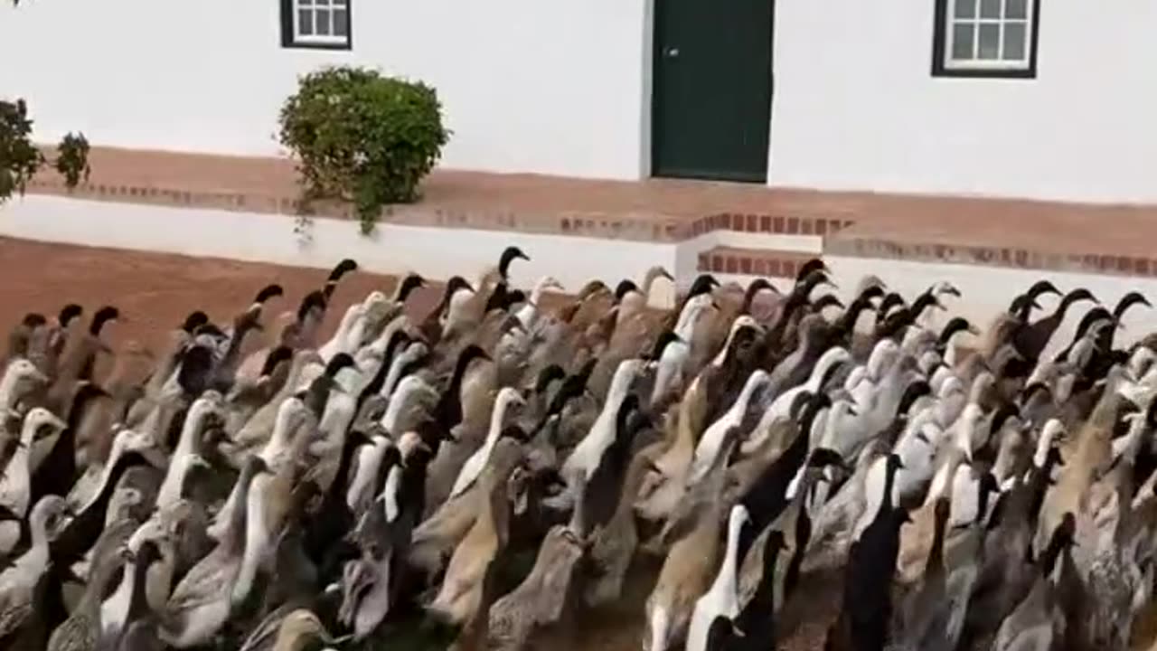 Ducks going for a walk