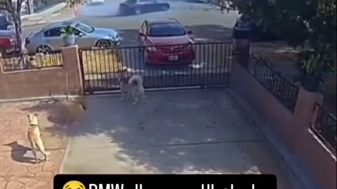 😂🚗 The Dog Imitates the Car! | FunFM