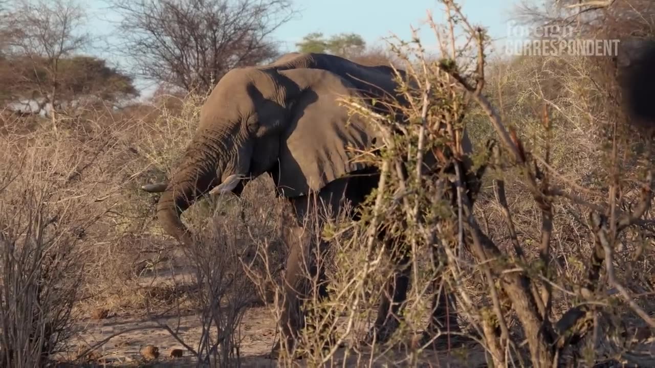 What to do about the 5-ton walking “vermin” plaguing Botswana