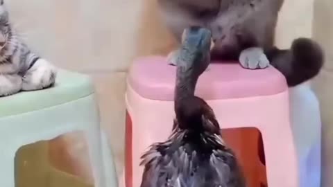 Cute animal funny video