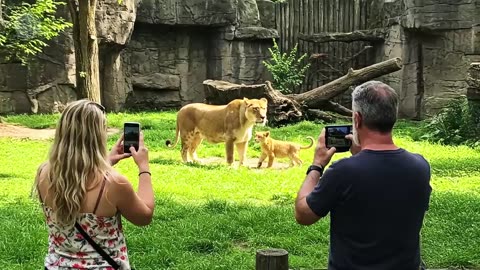 Girl finds frozen lion cub after snowstorm, then the unimaginable happens