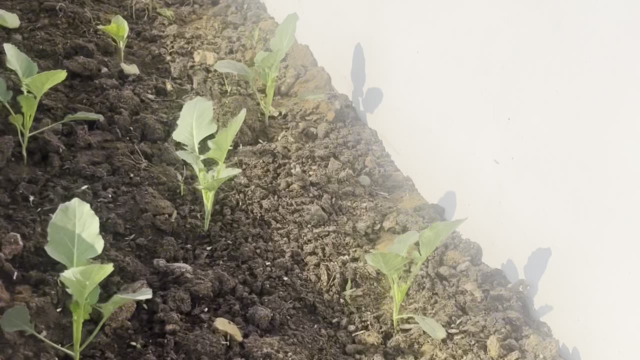 Terrace Garden Update