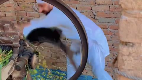 Village grass cutter