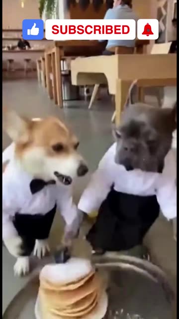 Dogs Replace Human Waiters!