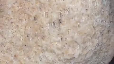 American chemical loaf bread. When people eat it...