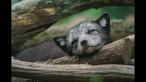 Lord Winter - Sleepy