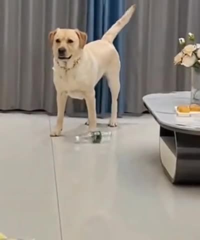 This is what I think of your pranks 🤣