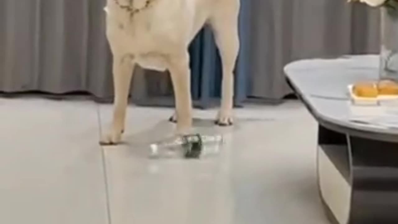 This is what I think of your pranks 🤣