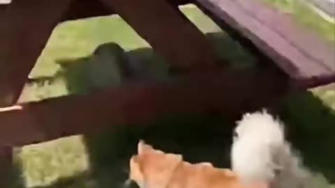 Cat vs Kids: Epic Backyard Chase Gone Wrong! 😹🏃‍♂️