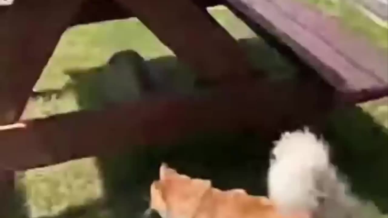 Cat vs Kids: Epic Backyard Chase Gone Wrong! 😹🏃‍♂️