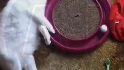 Funny animals video