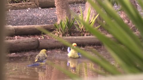 Rosellas Bathing at Jaya