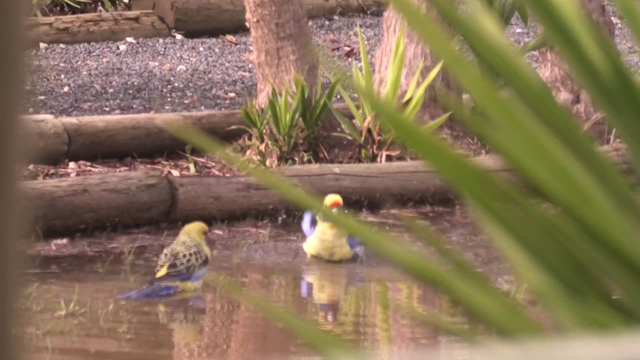 Rosellas Bathing at Jaya