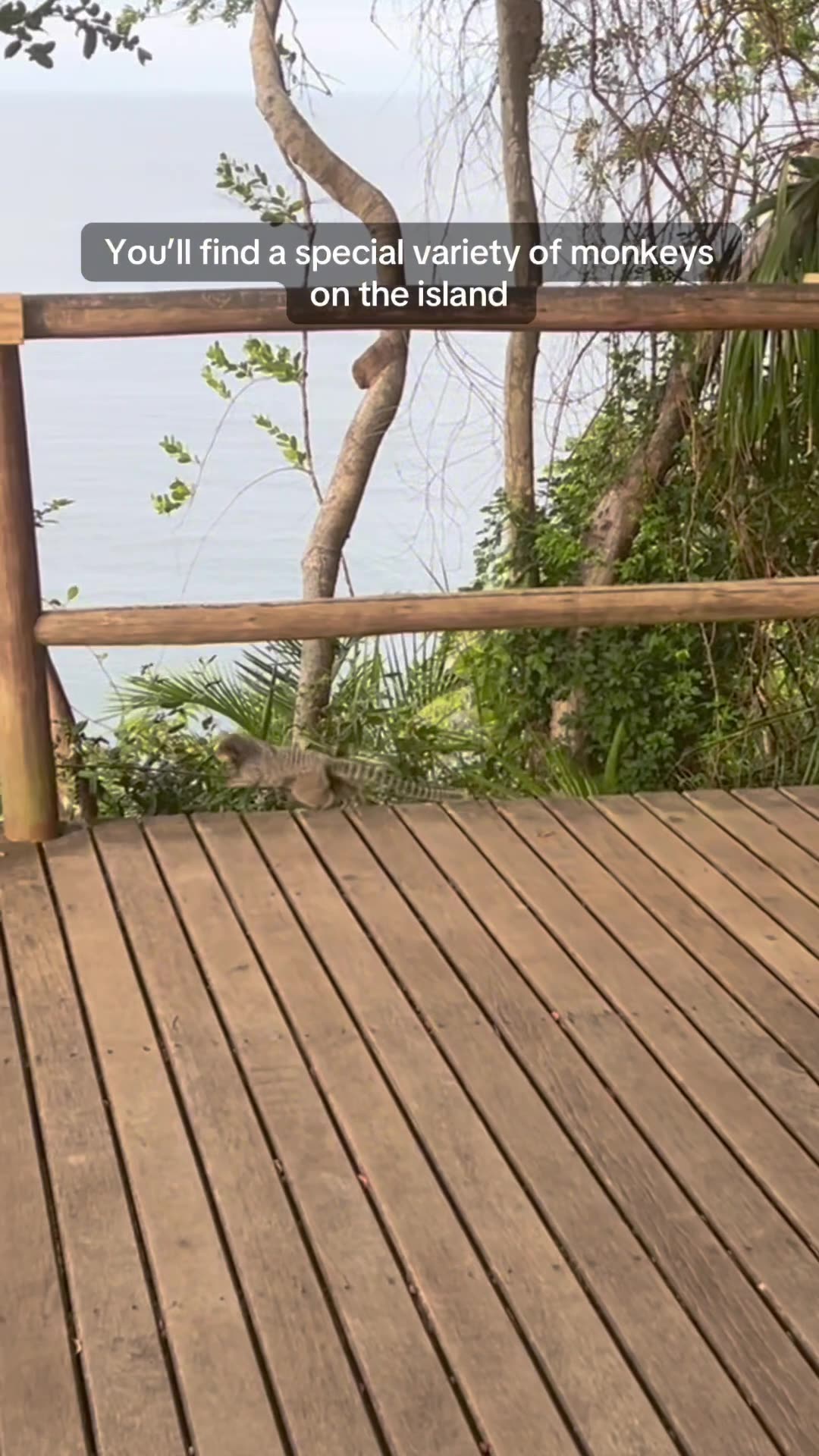 🐒 MONKEYS exist on this Brazil island 🇧🇷