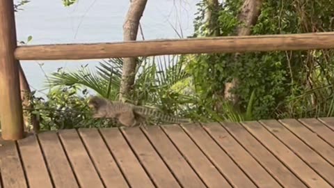 🐒 MONKEYS exist on this Brazil island 🇧🇷