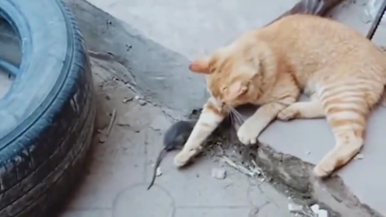 The mouse caught by the cat finally became good friends with the cat