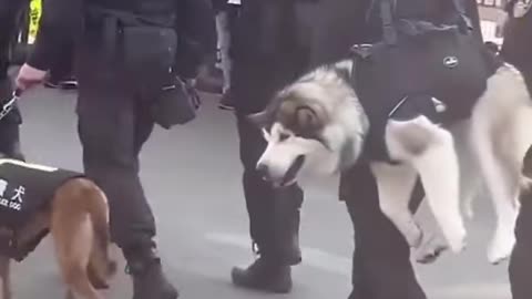 DOG A68