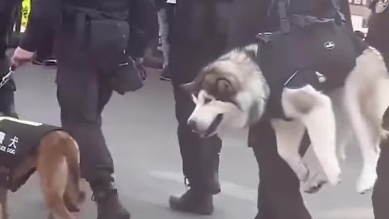 DOG A68
