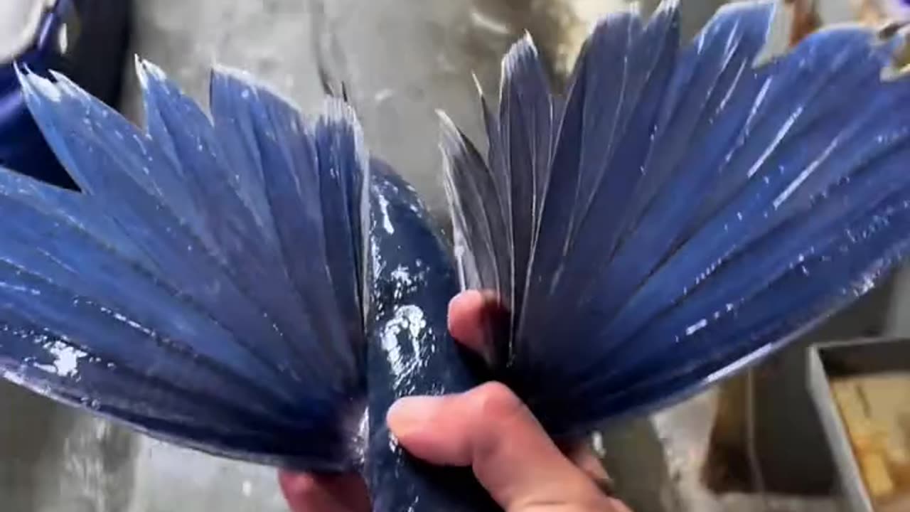 This Fish Can Fly! Caught by a Fisherman! ✈️🐟#shorts