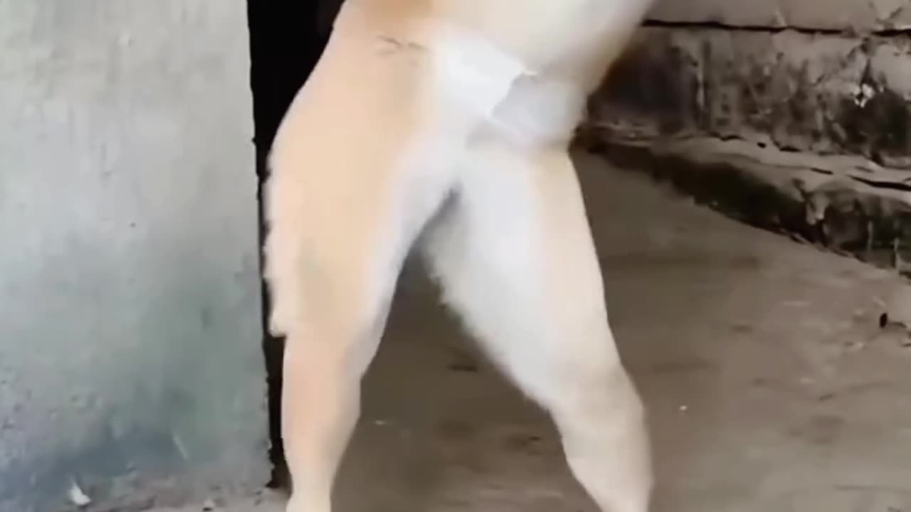"When the Beat Drops and Your Dog Steals the Show!"