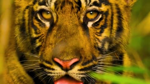 "Face to Face with a Tiger! 🐅😱"