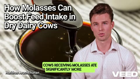 Sweet Success in the Barn : How Molasses Can Boost Feed Intake in Dry Dairy Cows
