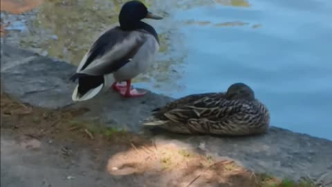 Ducks together