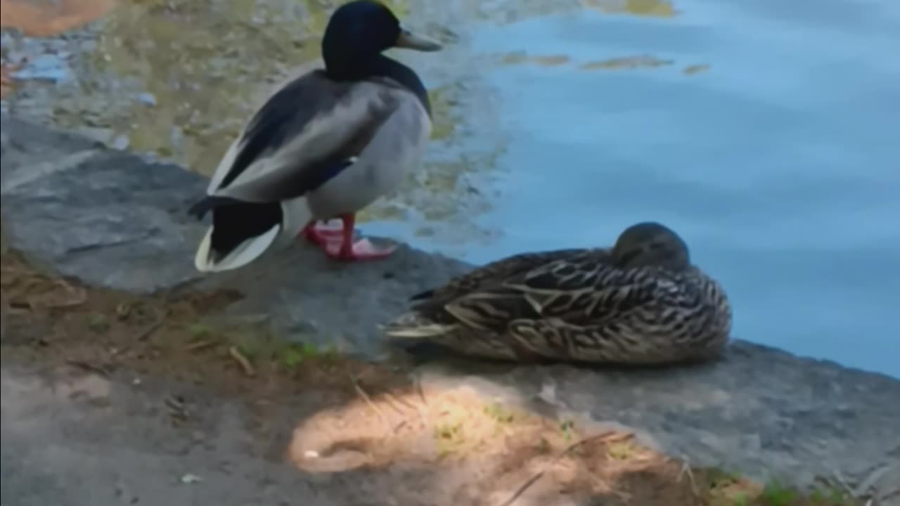 Ducks together