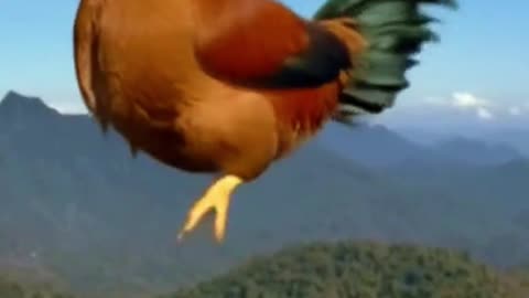 Chicken farting eggs