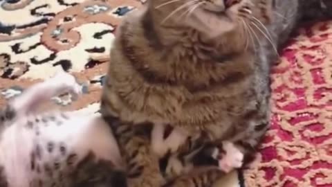 Pranks of cats