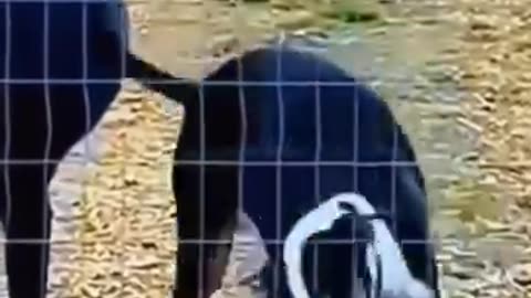 these doggys groove