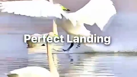 Perfect landing