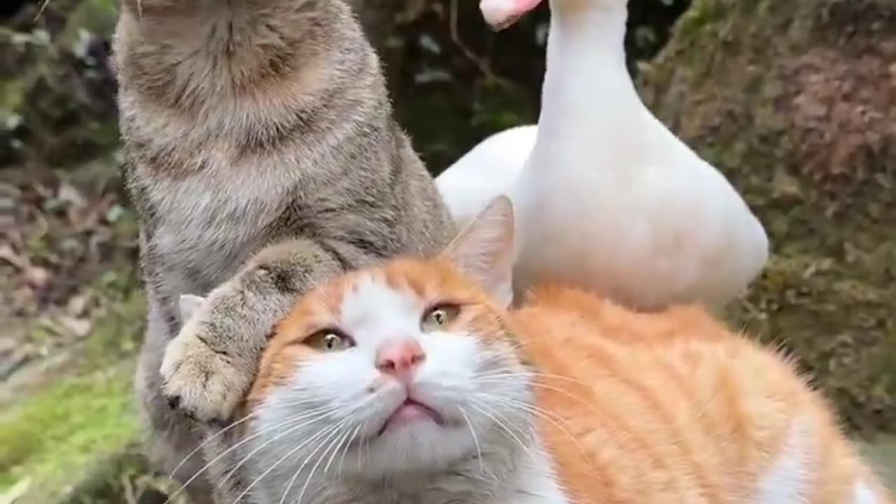 trio