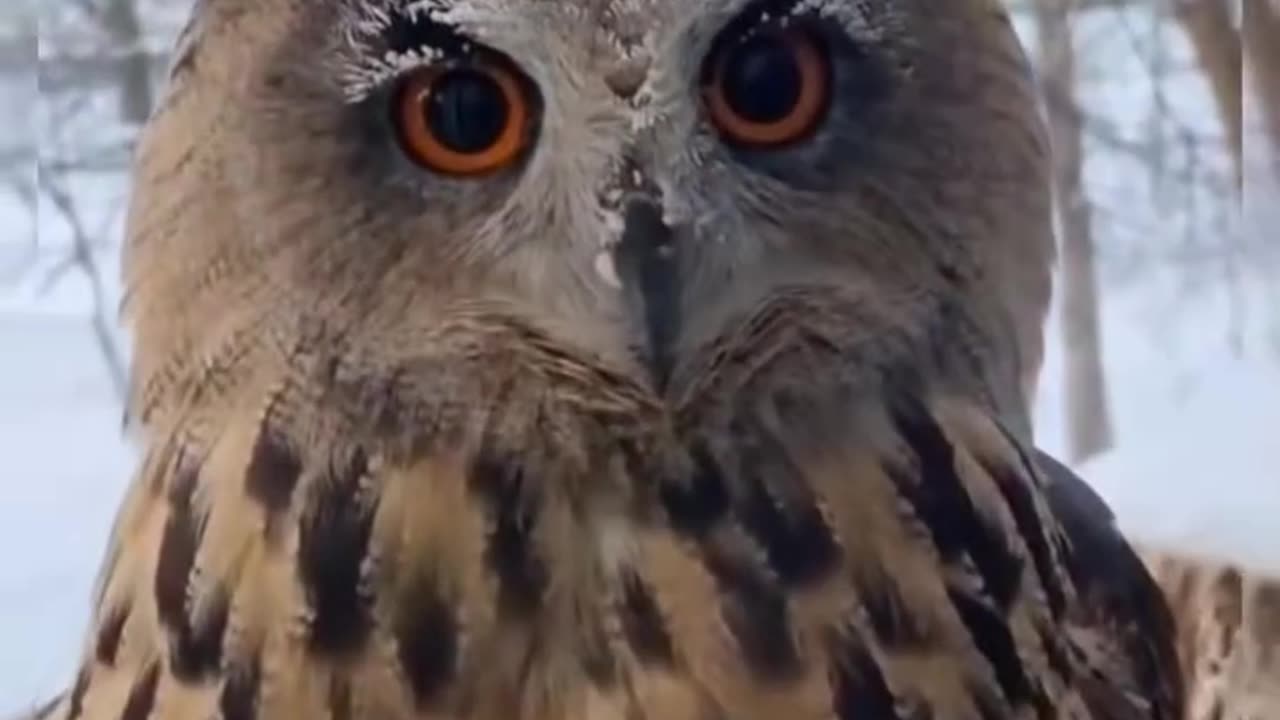 😘 🥰#Ternuritas 🫶🏻de 🦉#Búhos 🦅#Épicos 🐋#Maravillosos. - 🦉#CuteOwl.👍