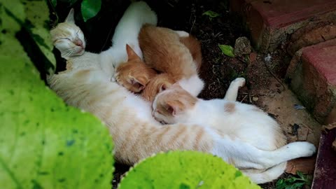 Cute Animal Ep94