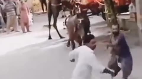 Trending: Qurbani cow funny video #youtube #ytshorts #viral #trending #cow #funn