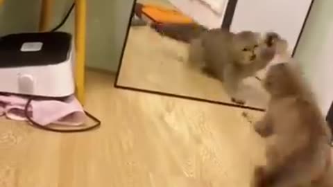 Cats 🆚 Mirrors Funny Compilation