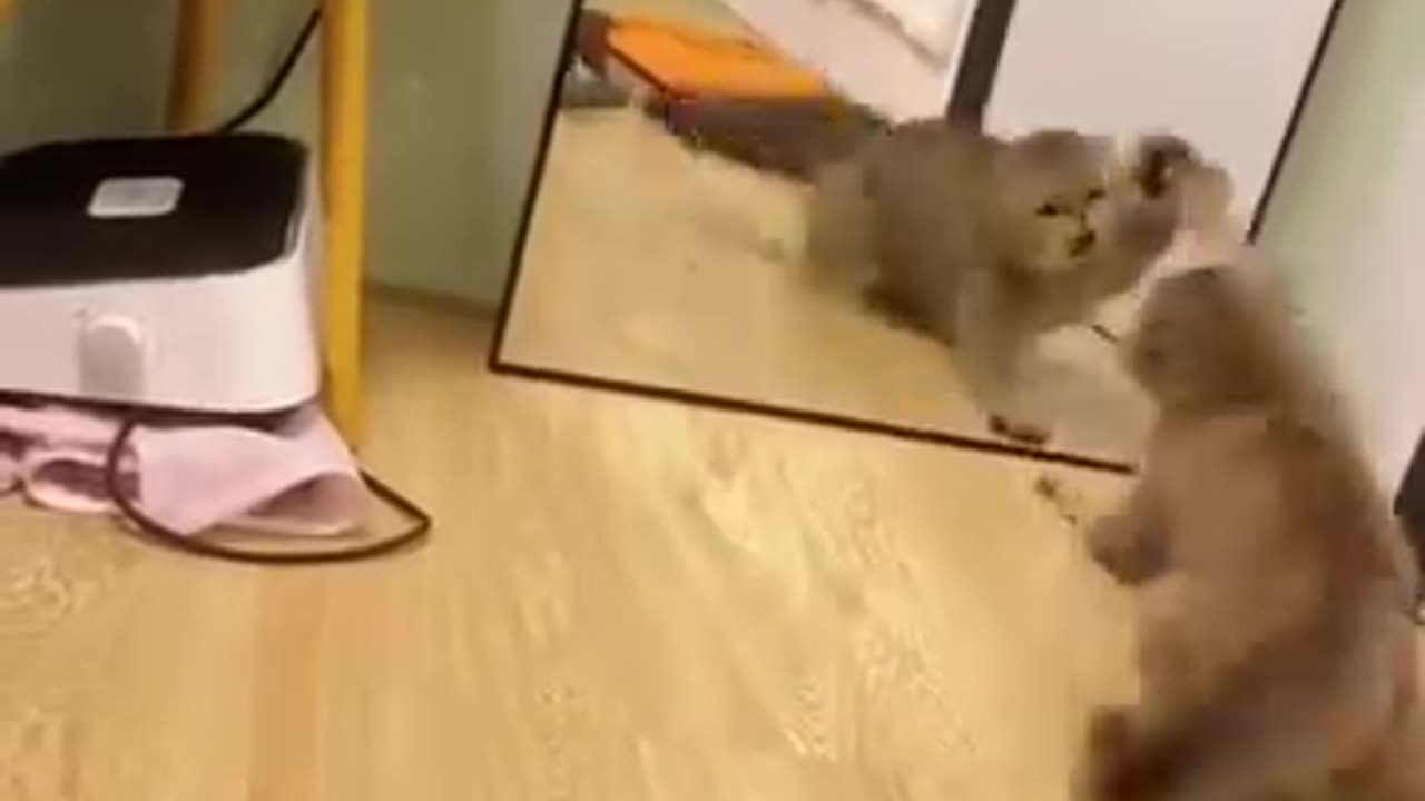 Cats 🆚 Mirrors Funny Compilation