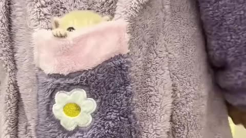 🐱 Funny cat videos | cute cats | Try not to laugh | Cat videos Compilation #shorts 🐈