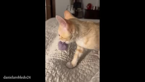 cats overload cuteness