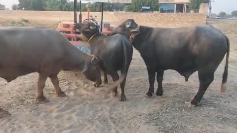 Buffalo Meeting