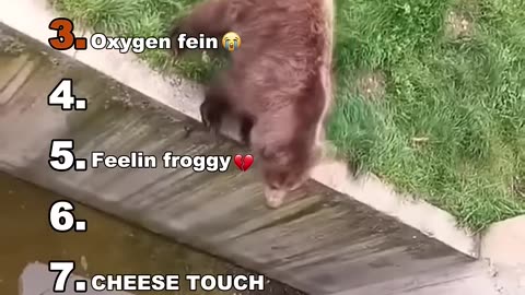 Funny Animals