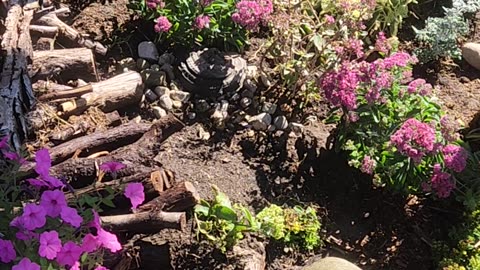 “Long hard laborious day of planting sensational sea of Sedum Part III.”