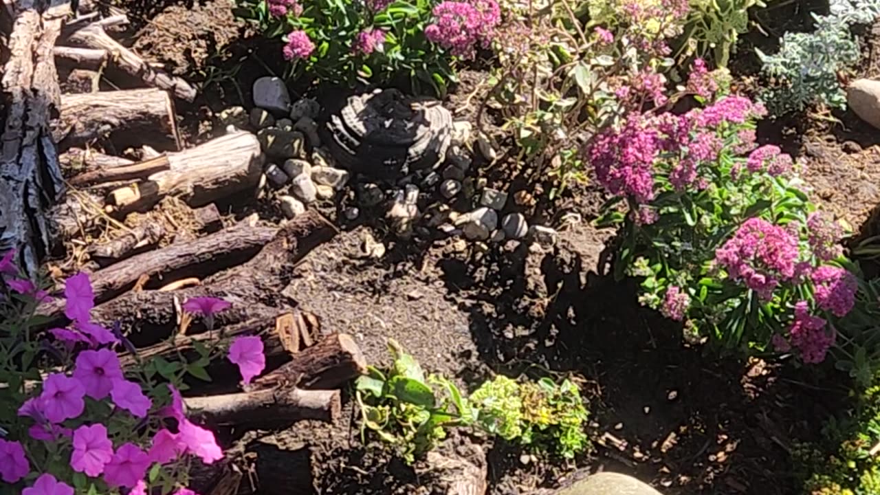 “Long hard laborious day of planting sensational sea of Sedum Part III.”