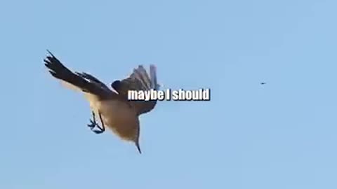 😂🐦 This Bird's Comeback is HILARIOUS! That Gnat Was Doing the Cha-Cha | FunFM