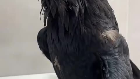 Smart animals